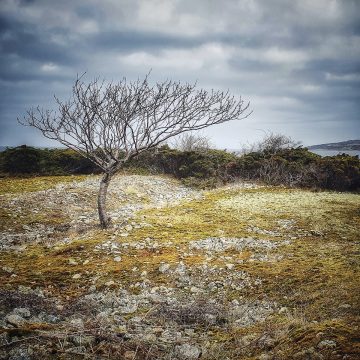 Catharina Kåberg "The lonely tree"