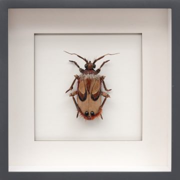 Chris van Niekerk "Beetle III"