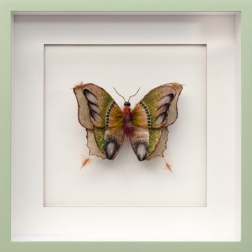 Chris van Niekerk "Butterfly I"
