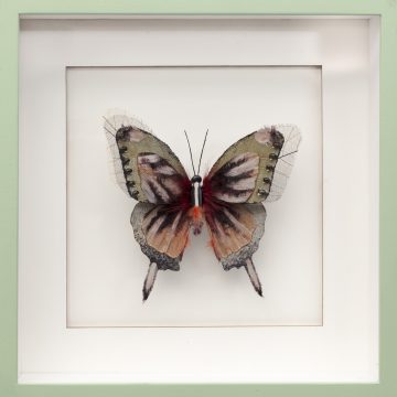 Chris van Niekerk "Butterfly II"
