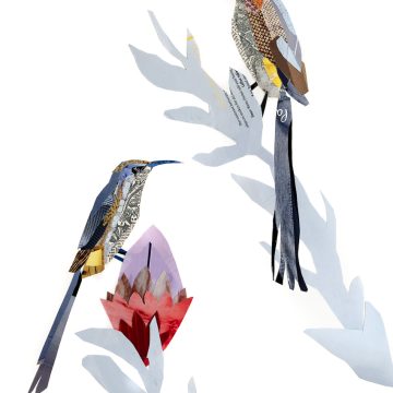Zoë Mafham "Cape Sugarbirds"